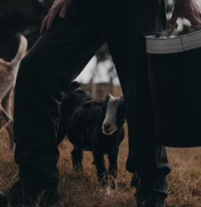 Mini goat encounter at Hideaway Farmlet Penguin 2026 Offseason