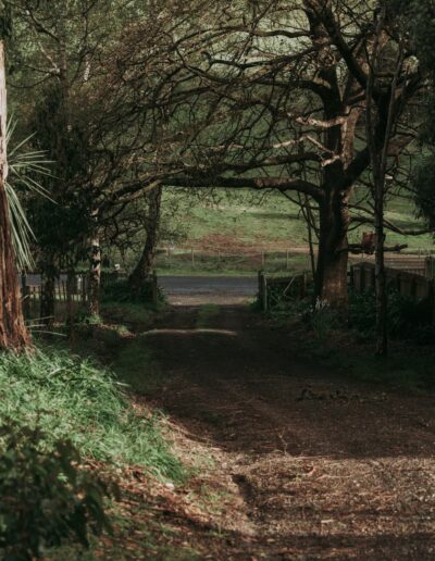 A dirt track curving away beneath tall trees and a wooden fence